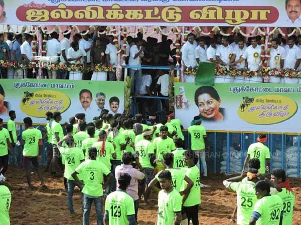 Jallikattu in Pudukottai